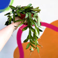 Wax Plant - Hoya rosita - Sprouts of Bristol