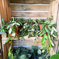 Wax Plant - Hoya rosita - Sprouts of Bristol