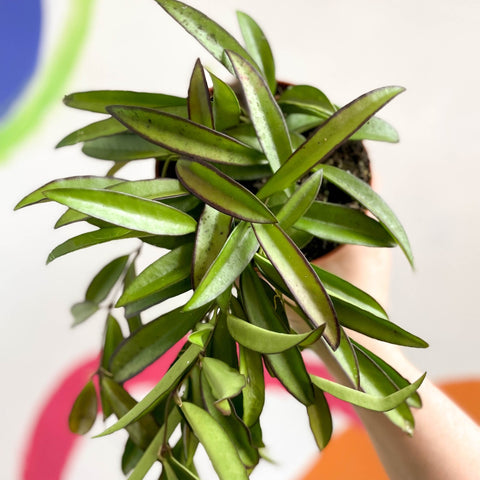 Wax Plant - Hoya wayetti - Sprouts of Bristol