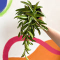 Wax Plant - Hoya wayetti - Sprouts of Bristol
