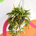 Wax Plant - Hoya wayetti 'Tricolor' - Sprouts of Bristol