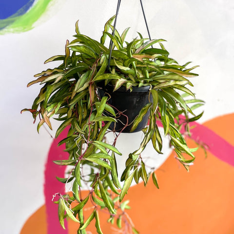 Wax Plant - Hoya wayetti 'Tricolor' - Sprouts of Bristol
