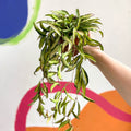 Wax Plant - Hoya wayetti 'Tricolor' - Sprouts of Bristol