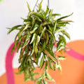 Wax Plant - Hoya wayetti 'Tricolor' - Sprouts of Bristol