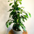 Weeping Fig - Ficus benjamina - Sprouts of Bristol