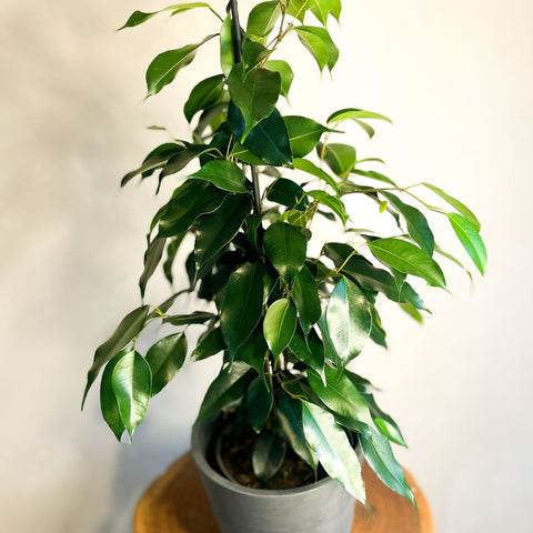 Weeping Fig - Ficus benjamina - Sprouts of Bristol