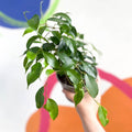 Weeping Fig - Ficus benjamina 'Exotica'- British Grown - Sprouts of Bristol