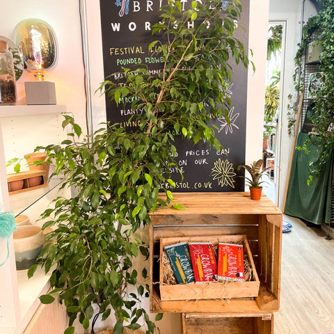 Weeping Fig - Ficus benjamina 'Exotica'- British Grown - Sprouts of Bristol
