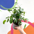 Weeping Fig - Ficus benjamina 'Exotica'- British Grown - Sprouts of Bristol