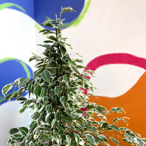 Weeping Fig - Ficus benjamina 'Twilight' - Sprouts of Bristol