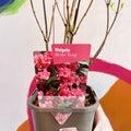 Weigela 'Bristol Ruby' - Deciduous Shrub - Sprouts of Bristol