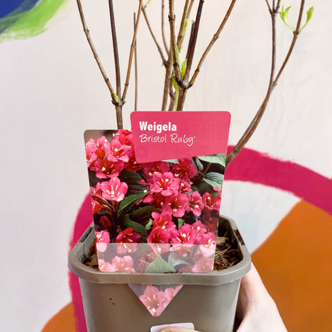 Weigela 'Bristol Ruby' - Deciduous Shrub - Sprouts of Bristol