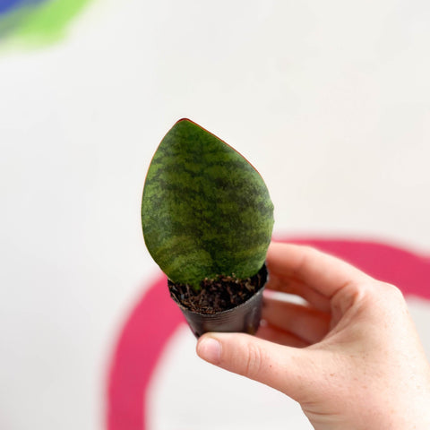 Whale Fin Snake Plant - Sansevieria masoniana 'Victoria' - Sprouts of Bristol