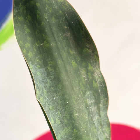 Whale Fin Snake Plant - Sansevieria masoniana 'Victoria' - Sprouts of Bristol