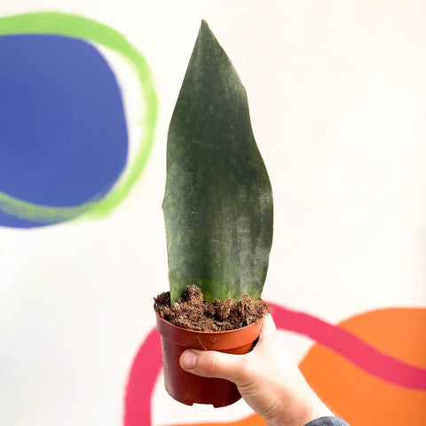 Whale Fin Snake Plant - Sansevieria masoniana 'Victoria' - Sprouts of Bristol