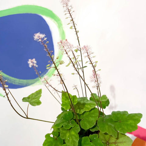 Wherry's Foam Flower - Tiarella wherryi - Cotswold Grown Perennial - Sprouts of Bristol