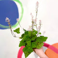 Wherry's Foam Flower - Tiarella wherryi - Cotswold Grown Perennial - Sprouts of Bristol