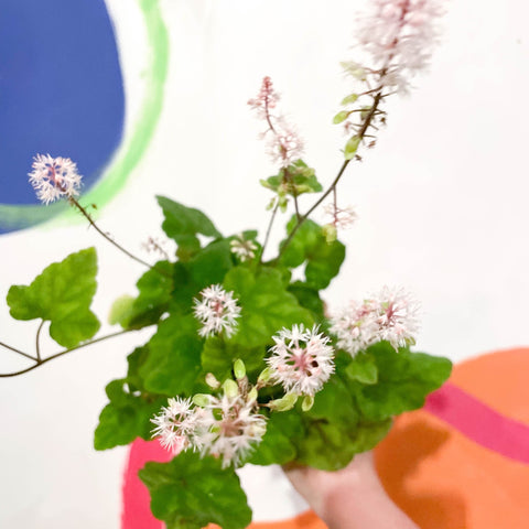 Wherry's Foam Flower - Tiarella wherryi - Cotswold Grown Perennial - Sprouts of Bristol