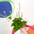 Wherry's Foam Flower - Tiarella wherryi - Cotswold Grown Perennial - Sprouts of Bristol
