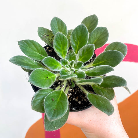 Whirlpool Plant - Petrocosmea cavalerei - Welsh Grown - Sprouts of Bristol