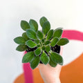 Whirlpool Plant - Petrocosmea cavalerei - Welsh Grown - Sprouts of Bristol