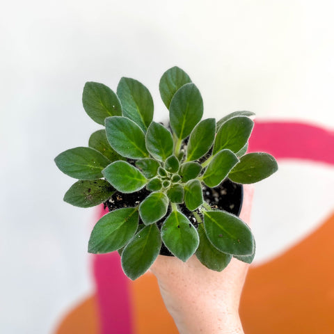 Whirlpool Plant - Petrocosmea cavalerei - Welsh Grown - Sprouts of Bristol