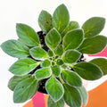 Whirlpool Plant - Petrocosmea cavalerei - Welsh Grown - Sprouts of Bristol