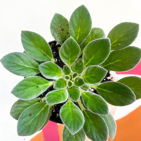 Whirlpool Plant - Petrocosmea cavalerei - Welsh Grown - Sprouts of Bristol