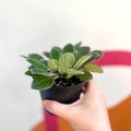 Whirlpool Plant - Petrocosmea cavalerei - Welsh Grown - Sprouts of Bristol