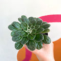 Whirlpool Plant - Petrocosmea 'Chidori' - Welsh Grown - Sprouts of Bristol