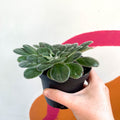 Whirlpool Plant - Petrocosmea 'Chidori' - Welsh Grown - Sprouts of Bristol