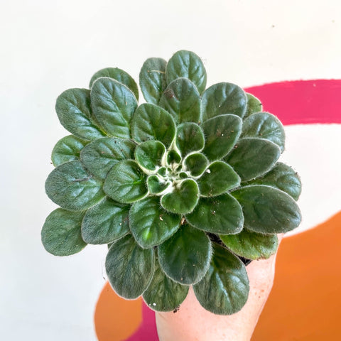 Whirlpool Plant - Petrocosmea 'Chidori' - Welsh Grown - Sprouts of Bristol