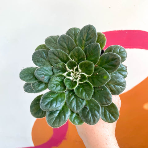 Whirlpool Plant - Petrocosmea 'Chidori' - Welsh Grown - Sprouts of Bristol