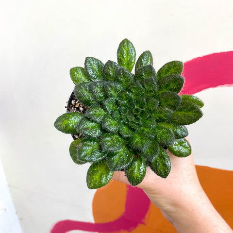 Whirlpool Plant - Petrocosmea cryptica - Welsh Grown - Sprouts of Bristol