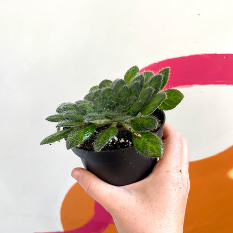 Whirlpool Plant - Petrocosmea cryptica - Welsh Grown - Sprouts of Bristol