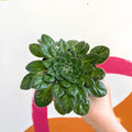 Whirlpool Plant - Petrocosmea cryptica 'Whirlpool' x sericea - Welsh Grown - Sprouts of Bristol