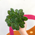 Whirlpool Plant - Petrocosmea cryptica 'Whirlpool' x sericea - Welsh Grown - Sprouts of Bristol