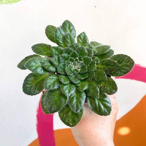 Whirlpool Plant - Petrocosmea cryptica 'Whirlpool' x sericea - Welsh Grown - Sprouts of Bristol