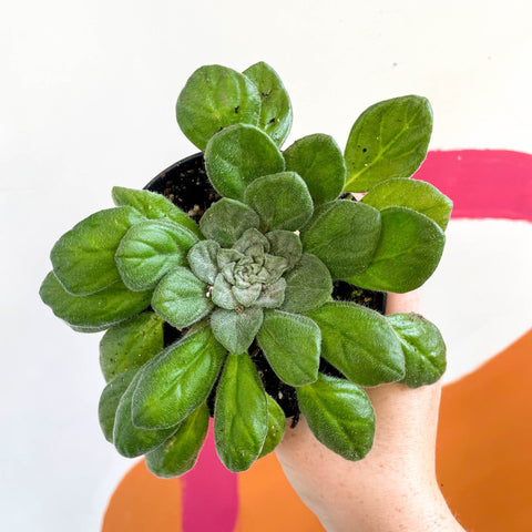 Whirlpool Plant - Petrocosmea flaccida - Welsh Grown - Sprouts of Bristol