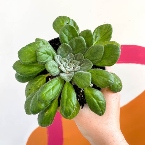 Whirlpool Plant - Petrocosmea flaccida - Welsh Grown - Sprouts of Bristol
