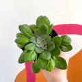 Whirlpool Plant - Petrocosmea flaccida - Welsh Grown - Sprouts of Bristol