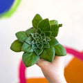 Whirlpool Plant - Petrocosmea 'Fluffer Nutter' - Welsh Grown - Sprouts of Bristol