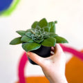 Whirlpool Plant - Petrocosmea 'Fluffer Nutter' - Welsh Grown - Sprouts of Bristol