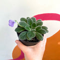 Whirlpool Plant - Petrocosmea 'HT-2' - Welsh Grown - Sprouts of Bristol