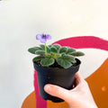 Whirlpool Plant - Petrocosmea 'HT-2' - Welsh Grown - Sprouts of Bristol