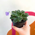 Whirlpool Plant - Petrocosmea 'HT-2' - Welsh Grown - Sprouts of Bristol