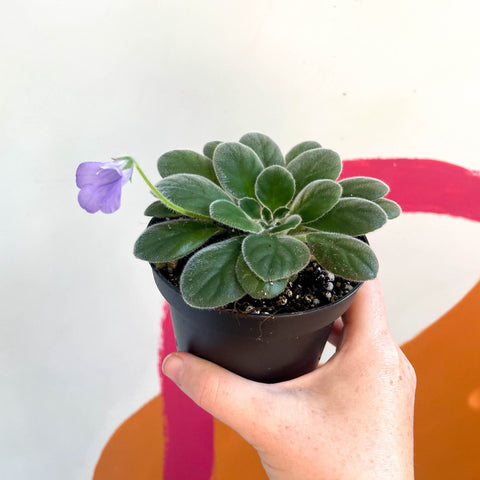 Whirlpool Plant - Petrocosmea 'HT-2' - Welsh Grown - Sprouts of Bristol