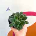 Whirlpool Plant - Petrocosmea 'HT-2' - Welsh Grown - Sprouts of Bristol