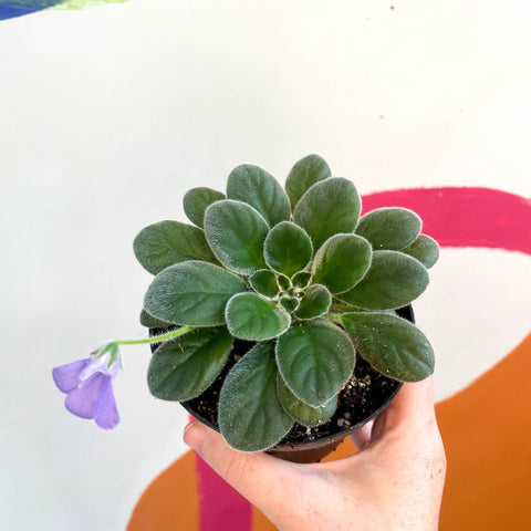 Whirlpool Plant - Petrocosmea 'HT-2' - Welsh Grown - Sprouts of Bristol