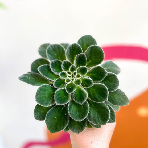Whirlpool Plant - Petrocosmea iodioides - Welsh Grown - Sprouts of Bristol